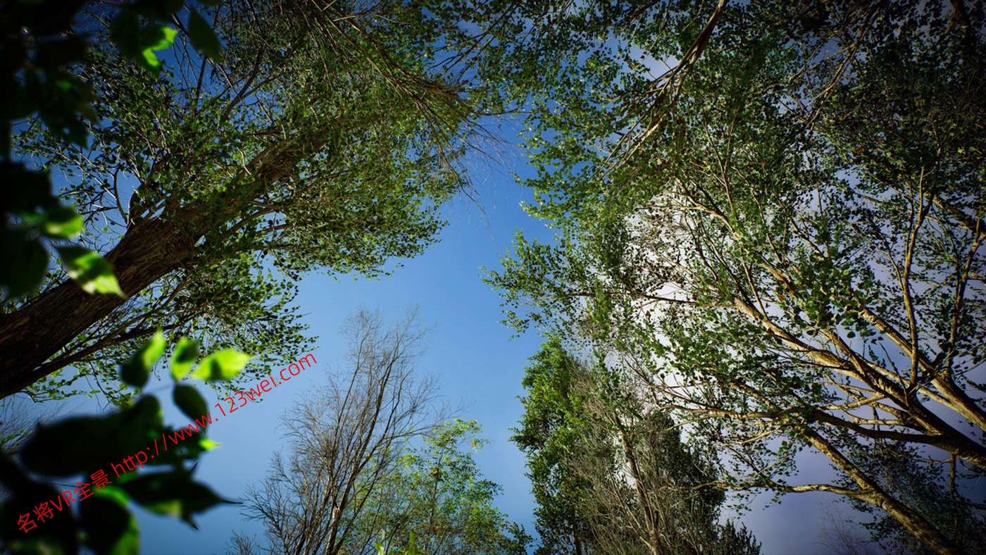 图片[10]-UE5（虚幻引擎5）资源：PCG Biome Forest Poplar PCG 生物群落：森林杨树（互动树叶、树木、风力系统、自然）【推荐】-VR全景